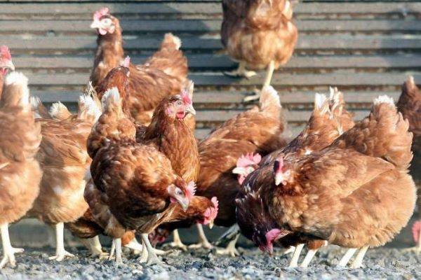 Стартира информационна кампания заради опасност от инфлуенца по птиците (птичи…