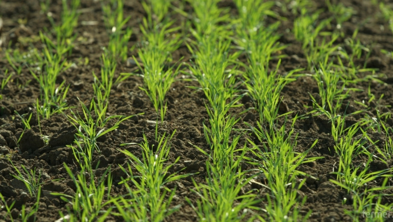 Ще се извърши наземно третиране на пшеница в  землищата на…
