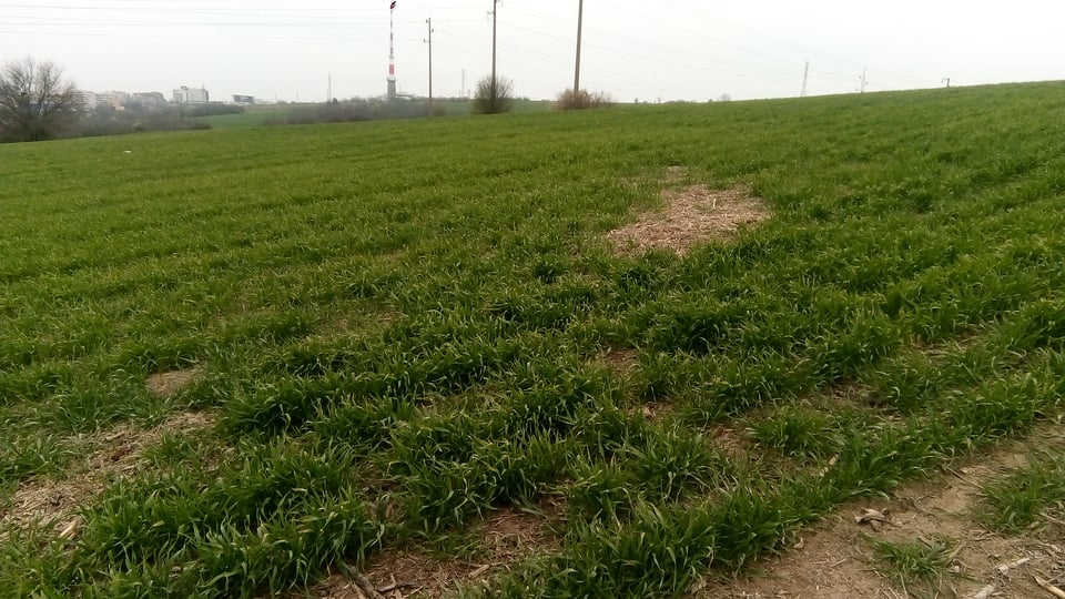 Наземно третиране на пшеница ще се извърши в землището на…