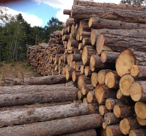 Горското стопанство ще продава иглолистна дървесина за огрев