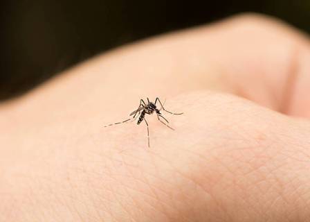 Наземна обработка срещу комари ще се извърши от 29 до…