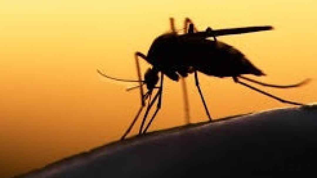 Наземна обработка срещу комари ще се извърши на 17 и…