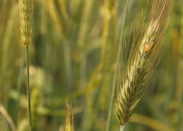 Обработват площи с пшеница срещу гъбични болести