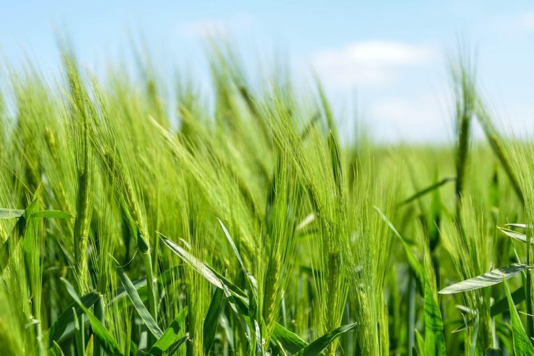 Предстои третиране на площите с пшеница в землището на град…