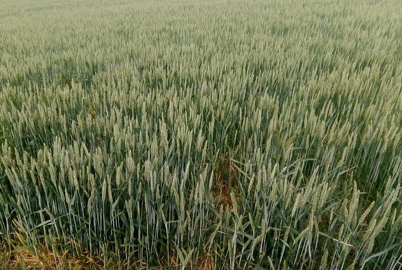 Подхранване на площи с пшеница ще се извърши в землището…