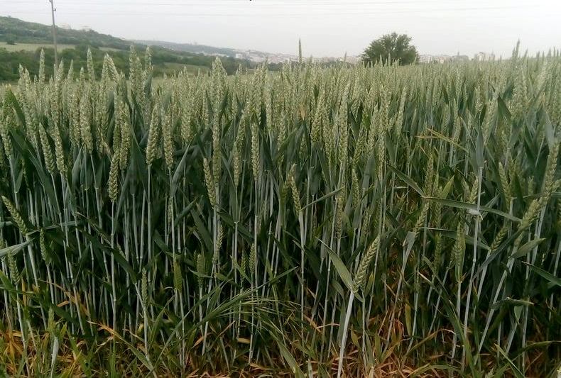 Площи с пшеница ще бъдат подхранени в землището на Плевен