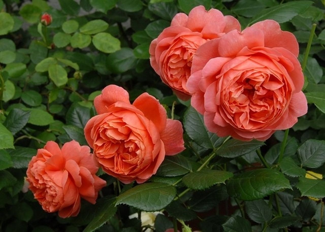 Зацветяват в Плевен и общината с 20 000 розови храста,…