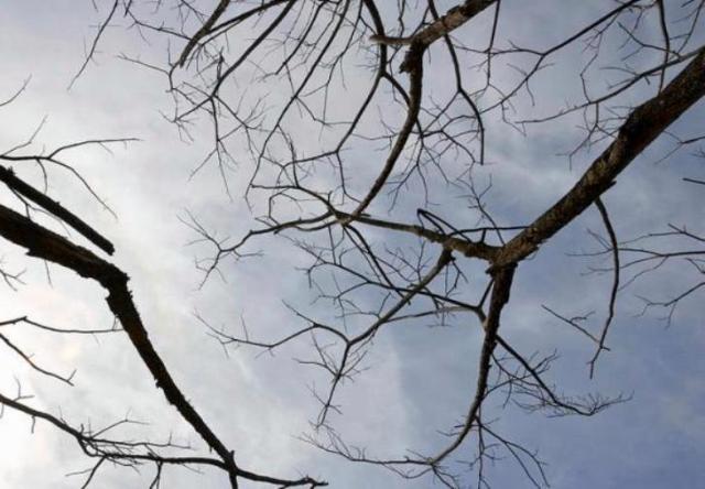 Санитарното кастрене на дървета в Плевен продължава