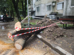 Община Плевен провери сигнали за паднали дървета