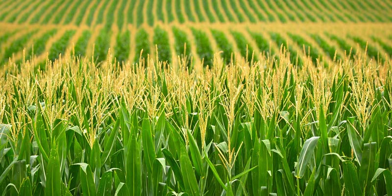Площи с царевица ще бъдат третирани срещу плевели