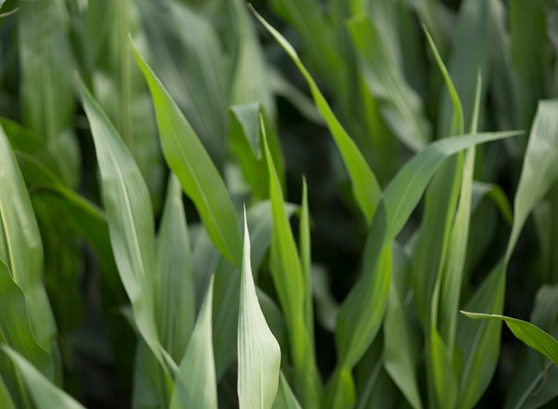 Срещу плевели ще третират площи с царевица в землището на…