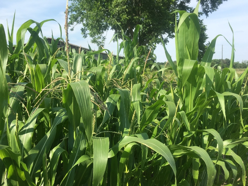 Торят площи с царевица в землището на Плевен