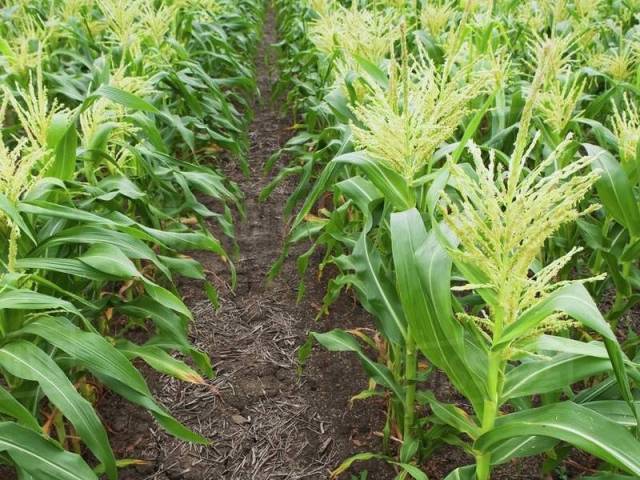 Подхранване на площи с царевица ще се извърши в землището…